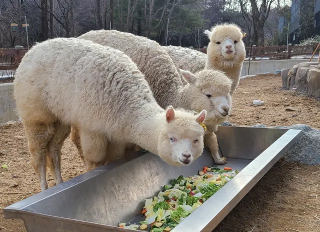 광주 놀거리 우치공원 동물원