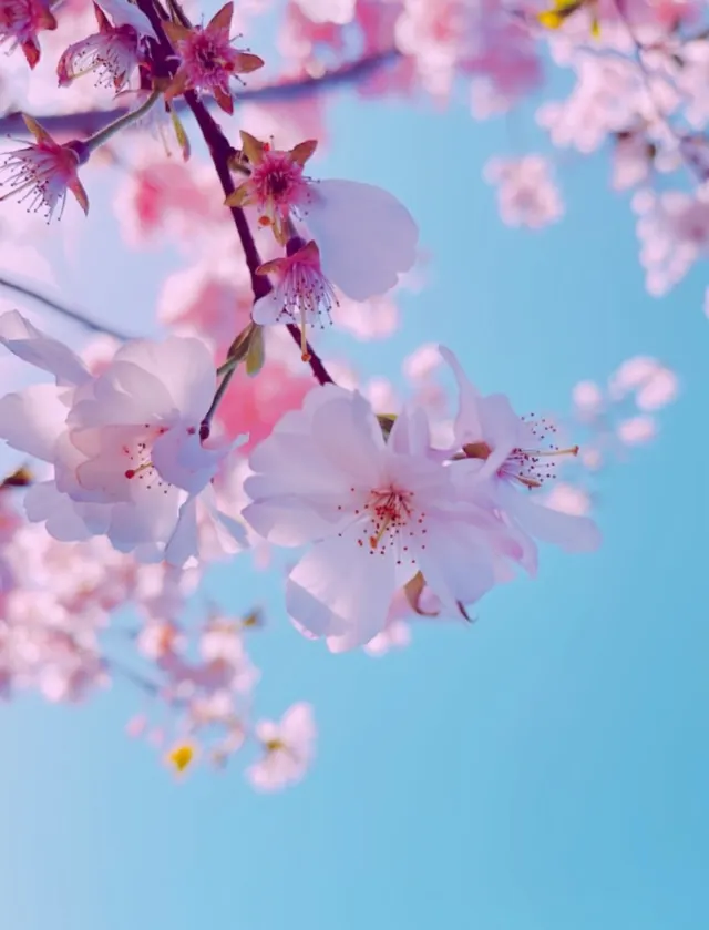 벚꽃