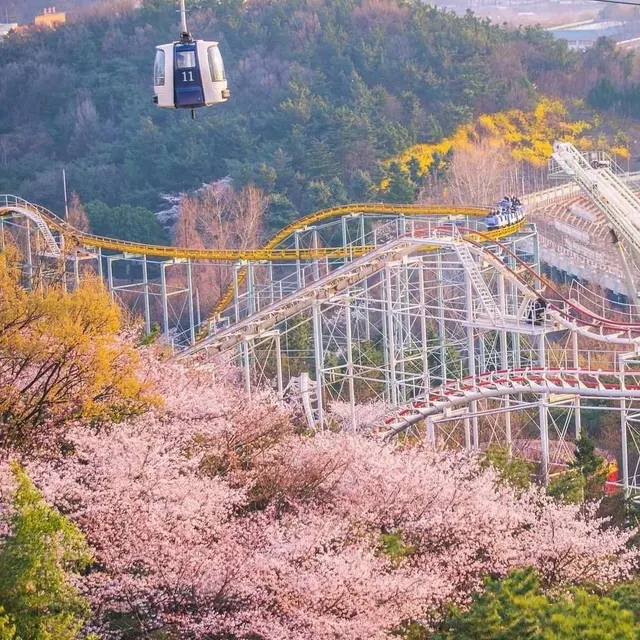 대구이월드 벚꽃