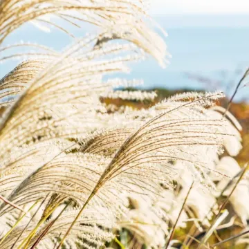 シロガネヨシ2025