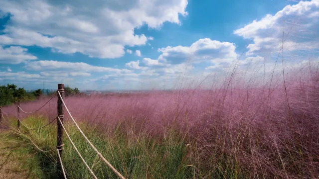 秋季賞花