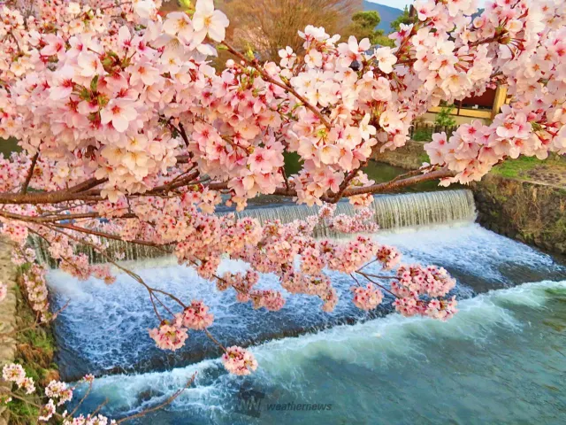 桜満開 2026年 桜・桜満開】 厳選・関西のお花見おすすめスポット🌸開花・満開