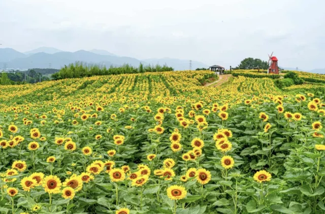 함안 가볼만한 곳 강주 해바라기 마을