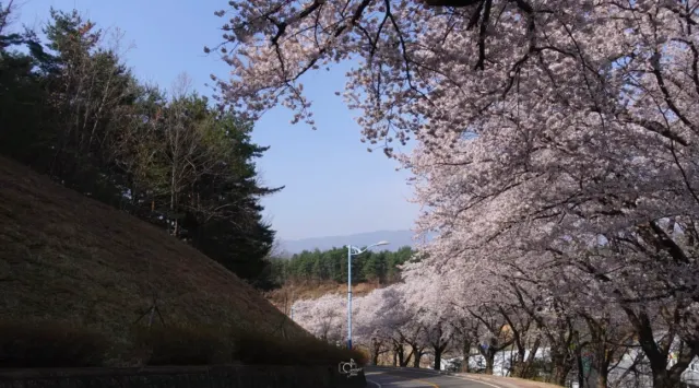 홍제정수장 벚꽃길