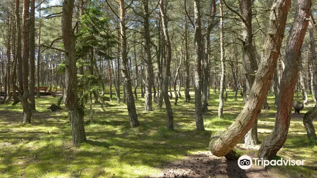 «Танцующий лес»