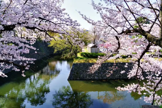 2026年 日本桜開花予想】最新の日本桜開花予想とお花見スポット！