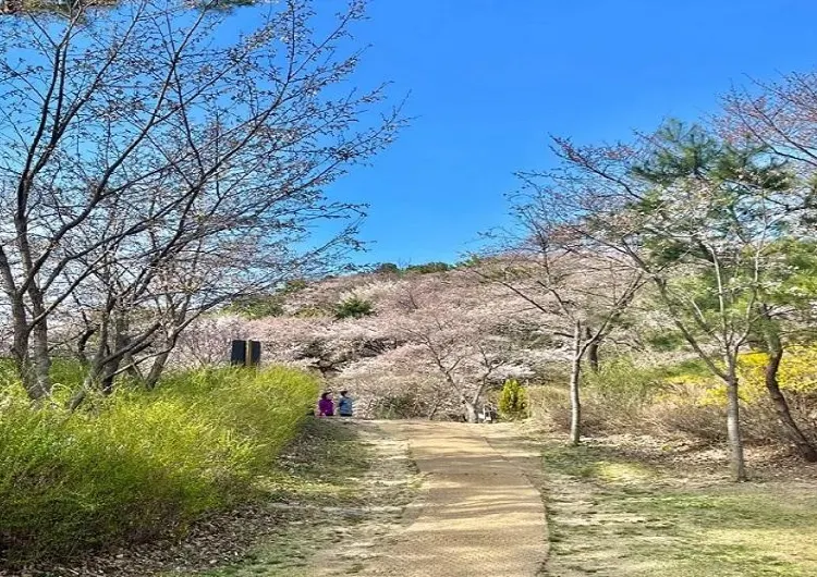 서울랜드의 A-Z까지!(벚꽃축제, 놀이공원, 동물원)