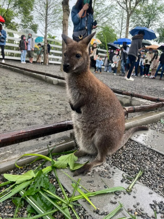 水岸森林休閒農場