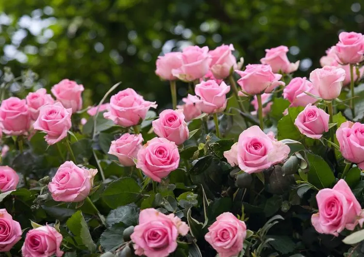 2026 서울장미축제 중랑천 장미축제 정보