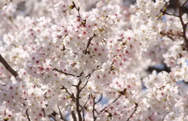 오사카 벚꽃 텐노지공원