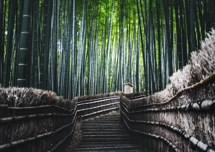 京都嵐山一日遊景點:電影取景地、櫻花紅葉最佳觀賞地點推介