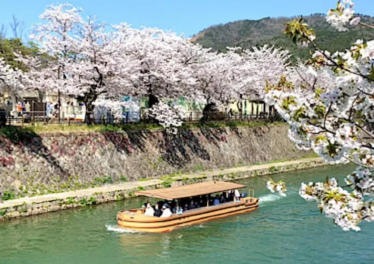 京都の桜名所　京都桜観光　  効率よく回れるおすすめスポット５選