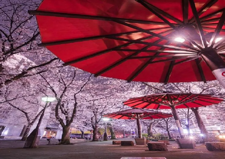 京都で見て欲しい桜スポット🌸