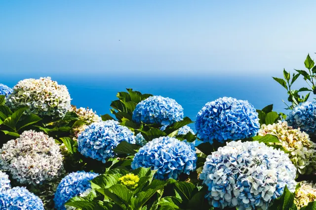 绣球花