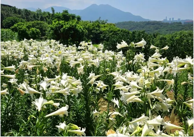 淡水下奎柔山百合花