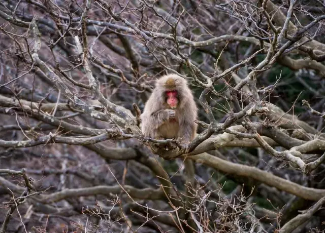 嵐山猴子公園岩田山data-owidth=