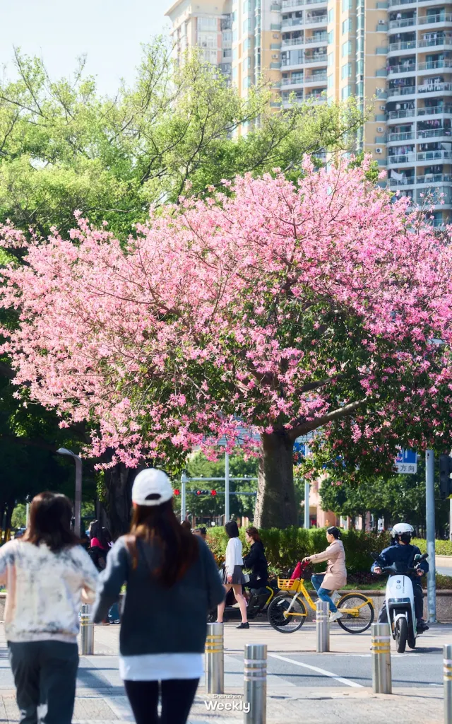 2025台灣木棉花季