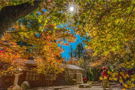 台灣紅葉2025中部:台中福壽山農場