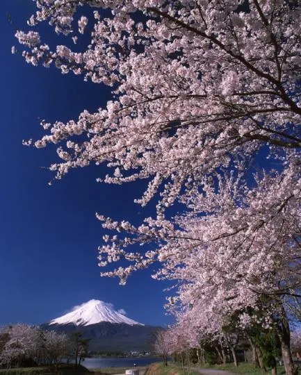 桜 2026年】厳選！今、見るべき富士山と桜の究極の組み合わせスポット6