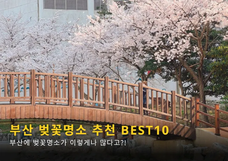 2024 부산 벚꽃 개화시기와 벚꽃명소 추천 BEST10