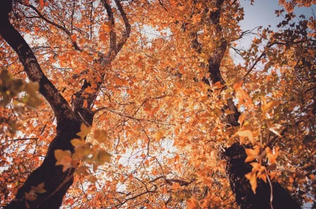 九龍塘根德道花園