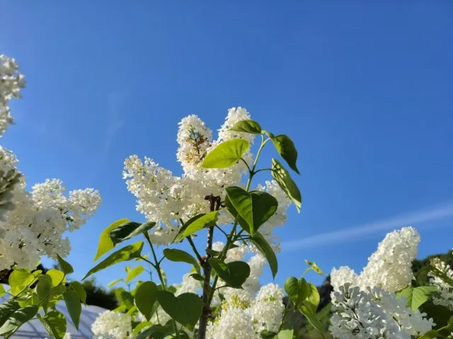 흰색 라일락