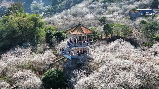 梅花節.png