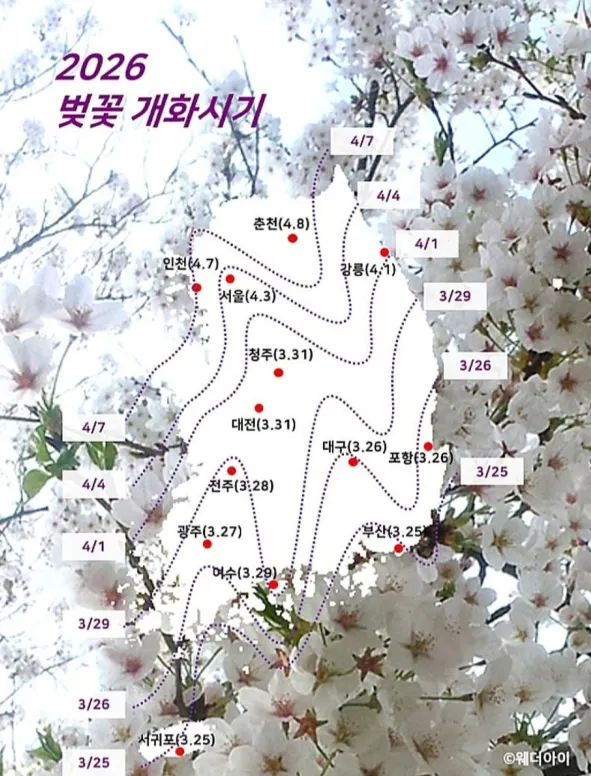 강릉 벚꽃 개화시기 및 만개시기