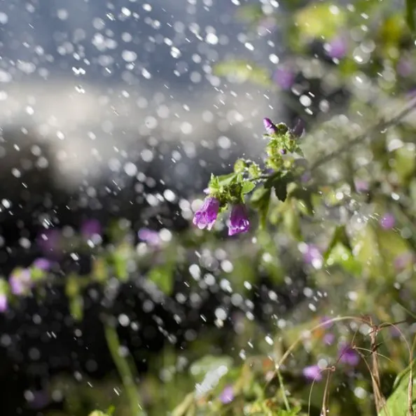 谷雨