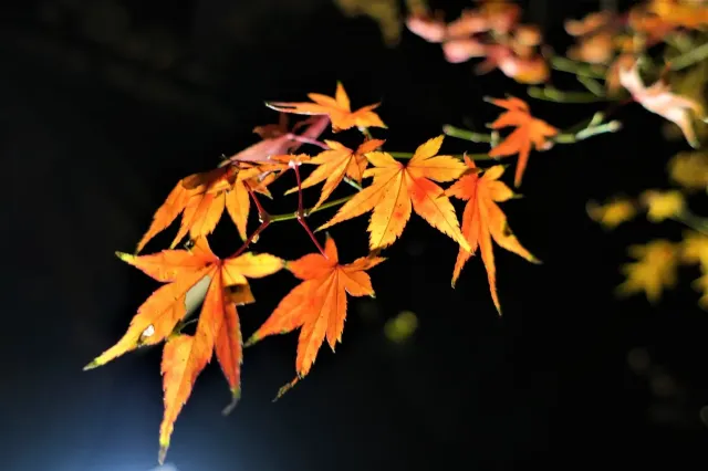 御船山樂園