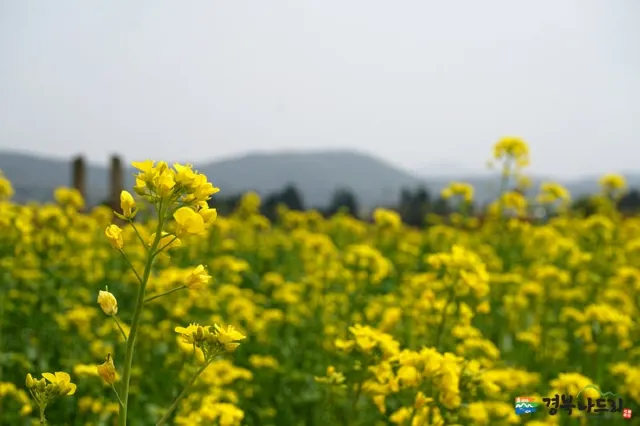 황룡사지 청보리밭 유채꽃