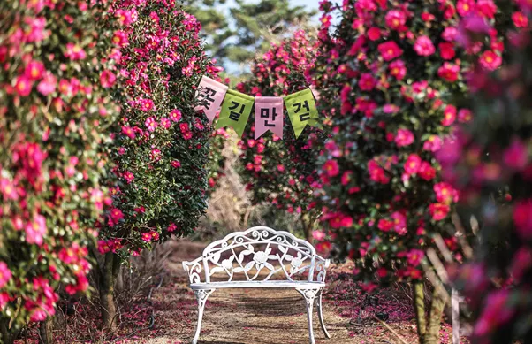 마노르블랑 애기동백