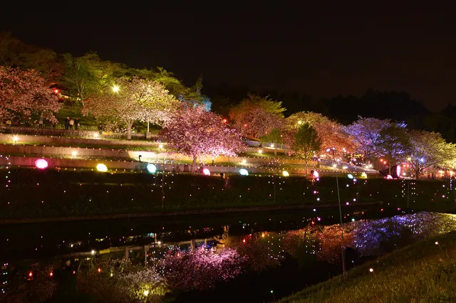 八重櫻祭
