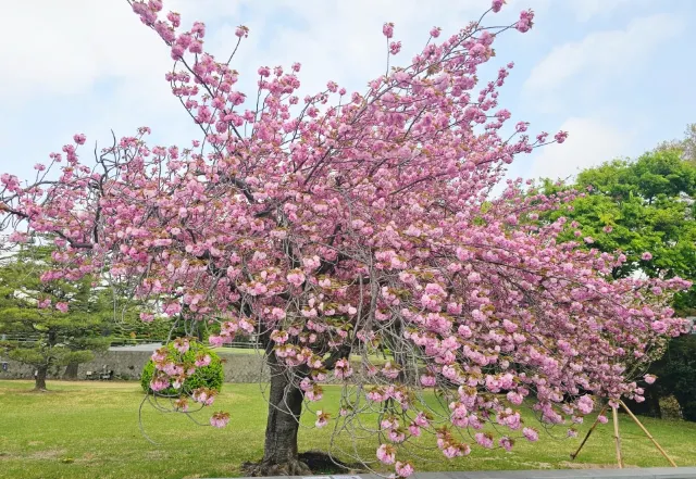 유엔기념공원 겹벚꽃