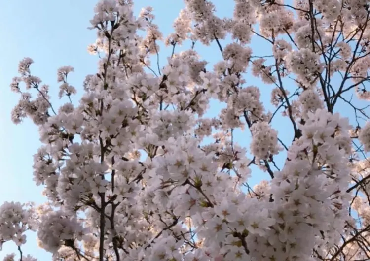 韓国/ソウル【桜】おすすめの桜が綺麗に見えるスポット6選🌸