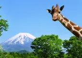 【日本親子好去處】富士山下與野生動物打卡？富士野生動物園交通、必遊景點、門票優惠等全攻略