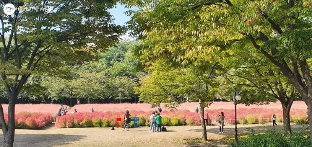 핑크뮬리 시기, 서울 올림픽공원