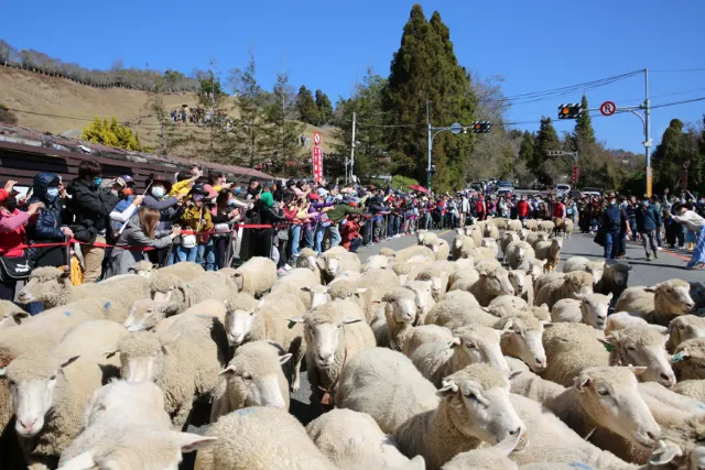 2025清境農場奔羊節示例圖