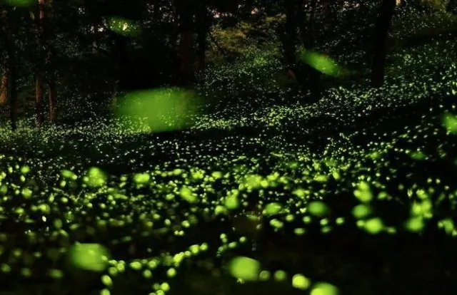 高雄愛河星光水岸
