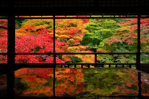 日本紅葉2025