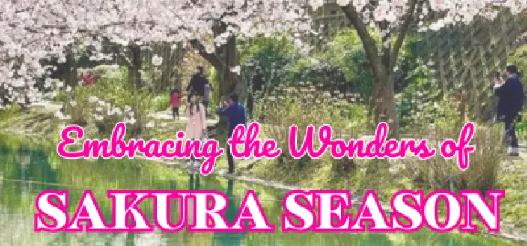  Sakura Season Japan 2024 Illustration 