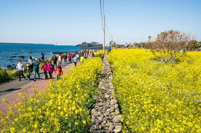 제주도 유채꽃