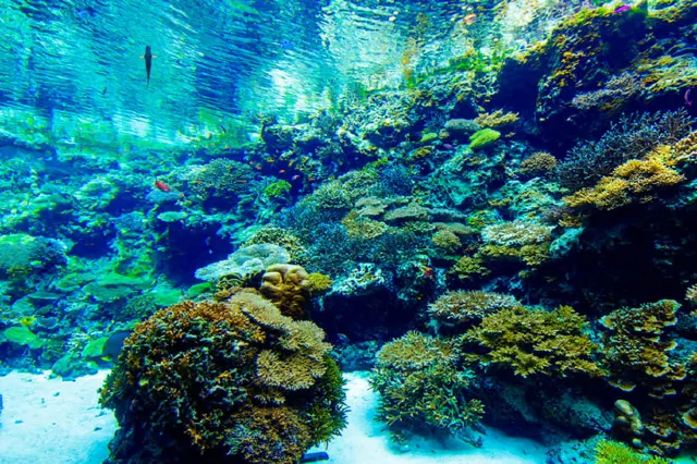 Coral Sea Tank