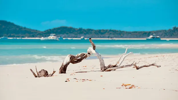 Driftwood in the sand on Whitehaven Beach