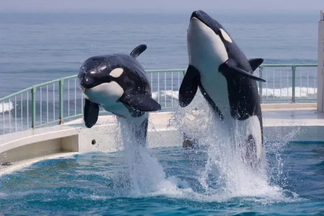 치바 여행, 가모가와 씨월드