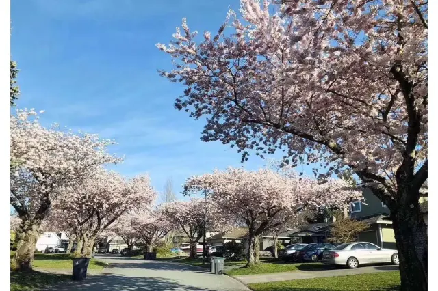 成田市さくらの山