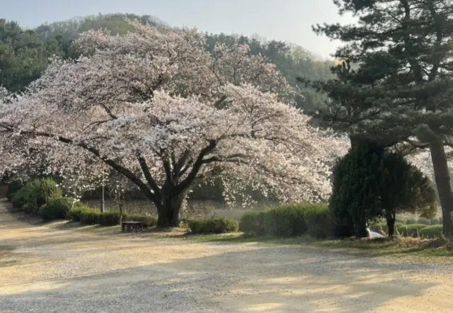 2025 청려수련원 벚꽃 만개시기