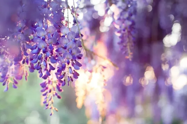 紫藤花