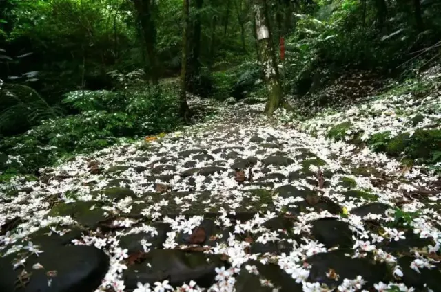 桐花花況