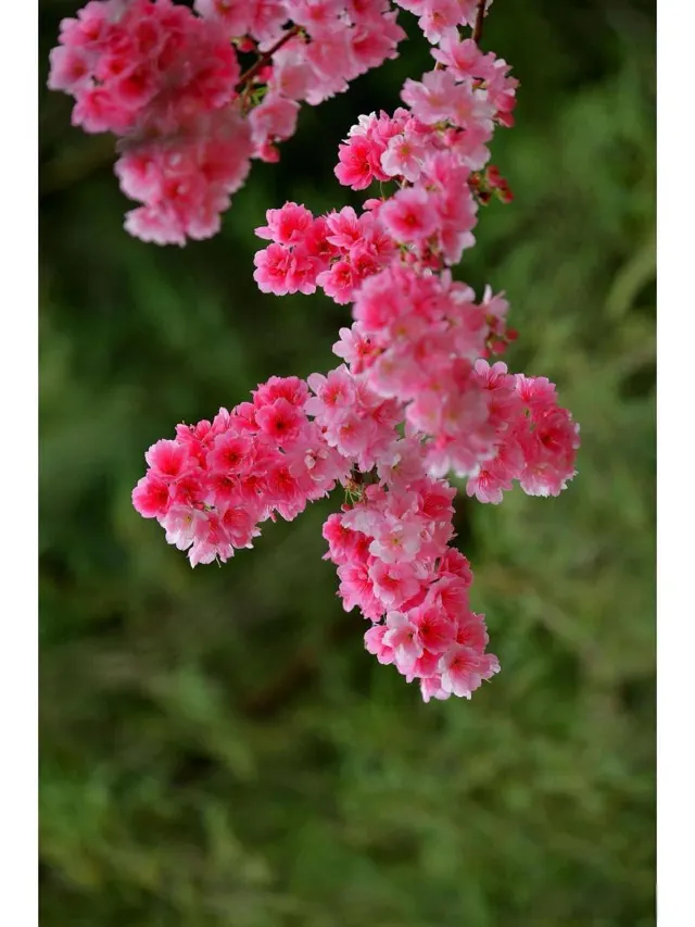 高雄櫻花季
